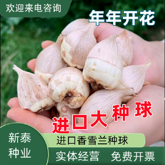 沭阳县香雪兰种球四季开花好养活大种球小苍兰重瓣花卉阳台鲜花种子