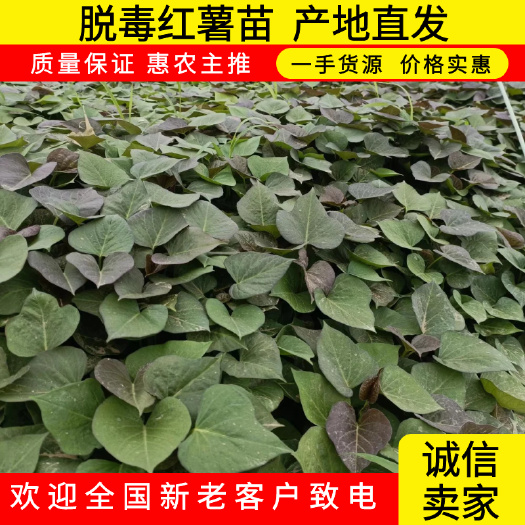 河北廊坊新鲜红薯苗基地直供 品质优良适种广泛