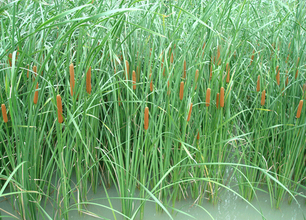 长沙蒲草