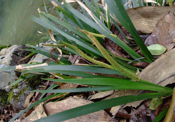 长沙石菖蒲