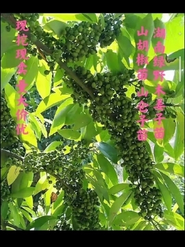 靖州县山胡椒苗木姜子苗山仓子苗现挖现卖量大价优