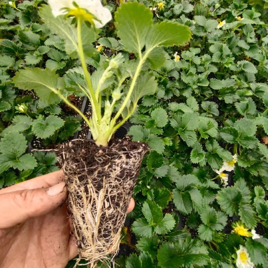 平邑县脱毒一代香野，黑珍珠穴盘基质种苗！量大可以开发票！