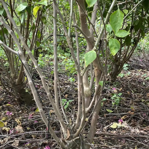 南宁三角梅地桩（基地直销，广西南宁市西乡塘区金陵镇花梁坡石月华）