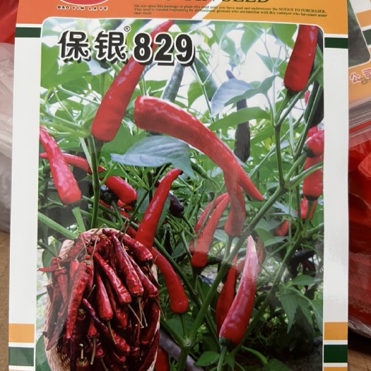 重庆市辣椒种子，高辣829