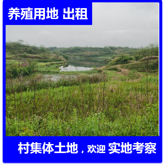 衡南县湖南3000余亩山地荒山出租