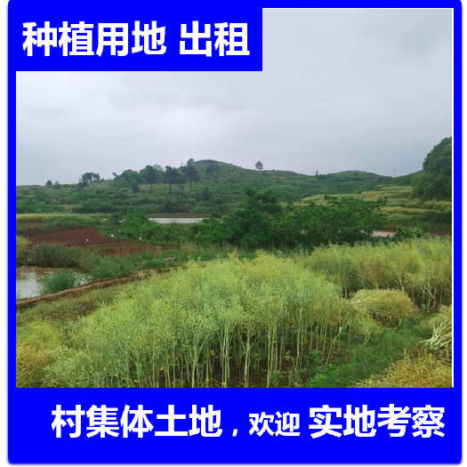 衡南县荒地 集体大面积土地出租流转