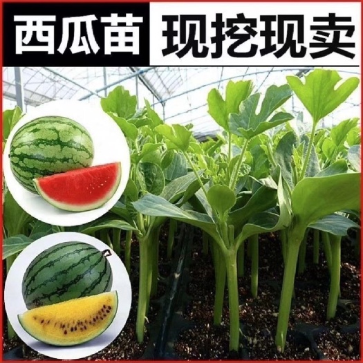 阜南县[正宗]8424嫁接苗 直根苗 基地直发 全国发货