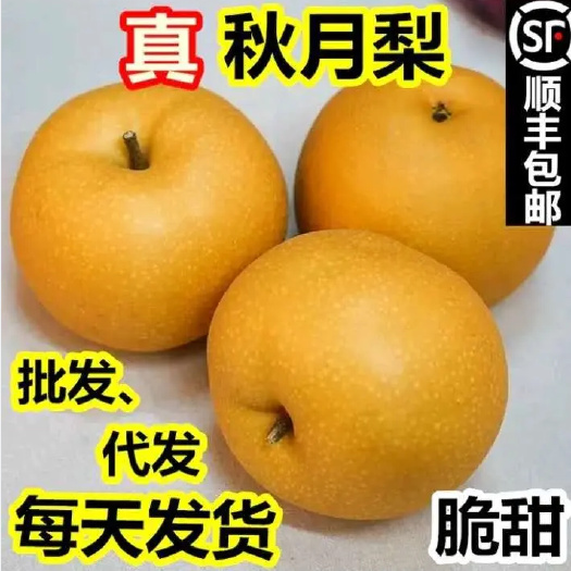 莱阳秋月梨蜜梨脆甜爆汁支持一件代发整车落地配电商微商直播团购