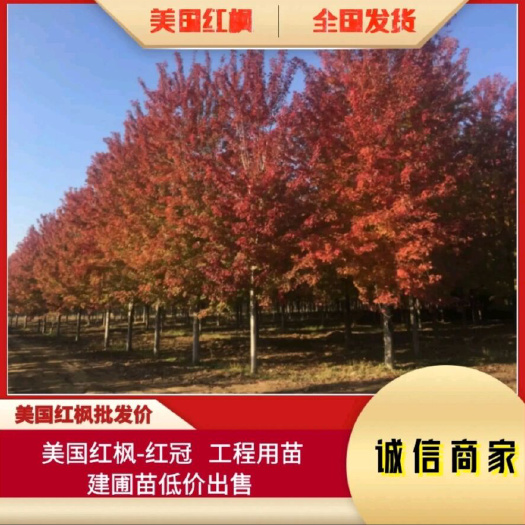 邳州市美国红冠红枫 秋火焰 红点红枫