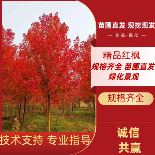 邳州市美国红枫秋火焰 红点 红冠红枫