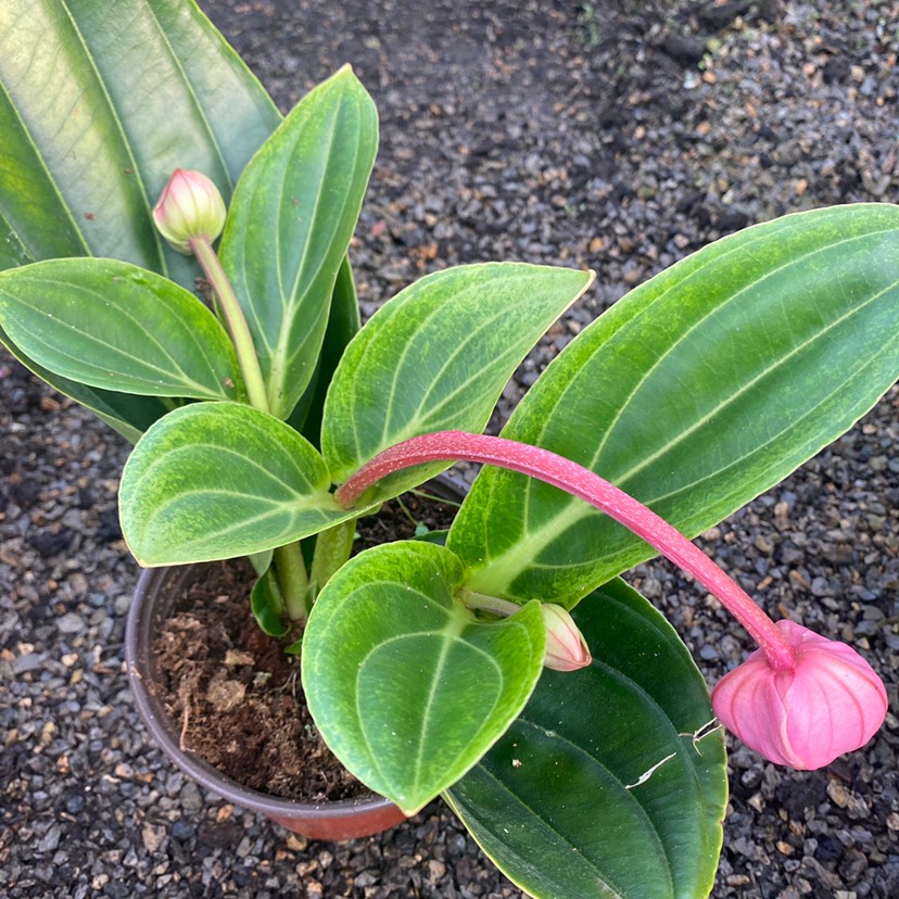 荷兰宝莲灯三连杆带花苞发货，春节开花