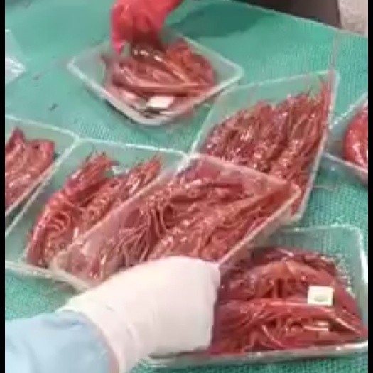 北海红魔虾