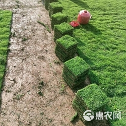 草，大叶油草