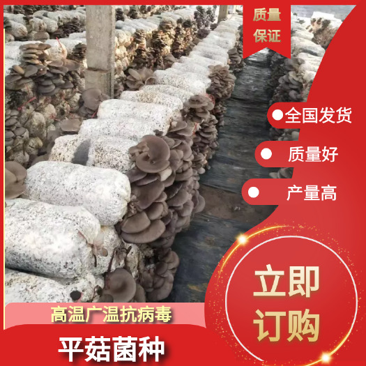 平菇菌棒 供应各类食用菌菌种、菌棒，到家划口既出菇 增产抗病