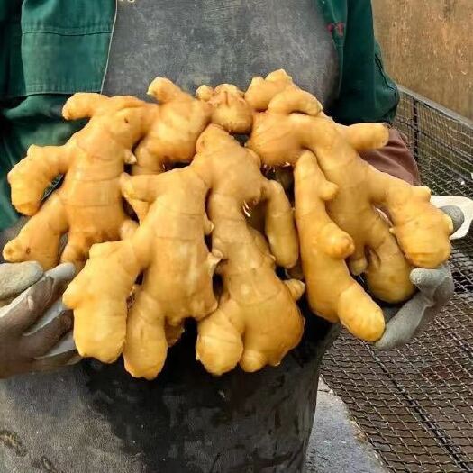 沂水县大黄姜 色泽鲜黄辣味浓厚姜块肥大全国发货，质量保证