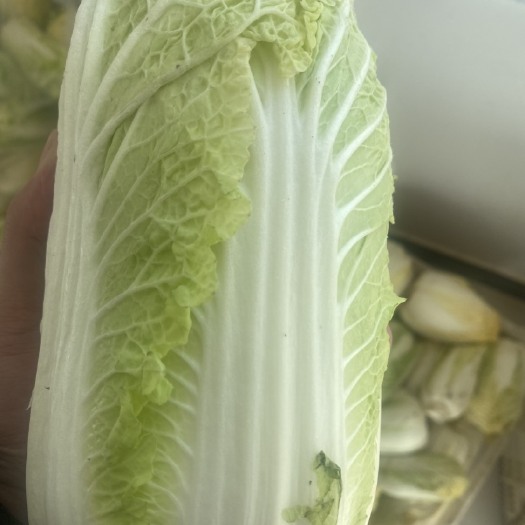 张掖大白菜娃娃菜