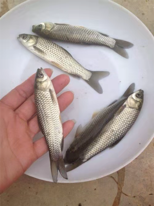 出售草鱼苗，送货上门保质保量包技术指导