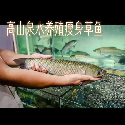 重庆市出售:标准瘦身草鱼10000斤