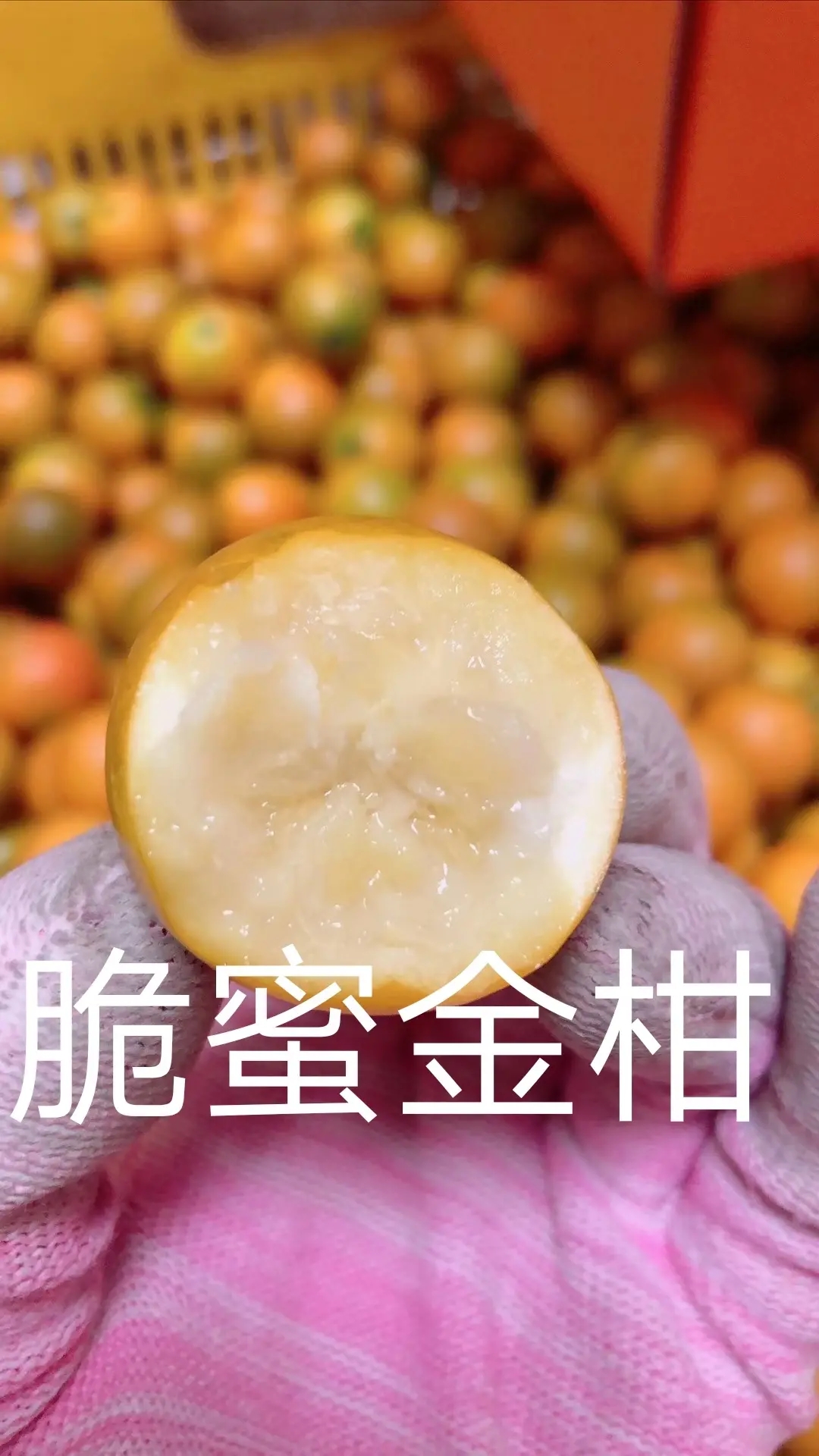 广西(融安)脆蜜金桔果苗