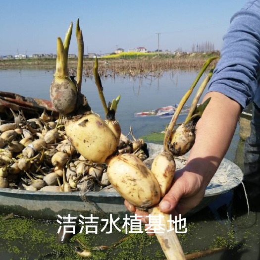 白莲藕苗  莲藕苗浅水藕苗深水藕