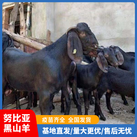 梁山县努比亚黑山羊大耳扇双脊双背