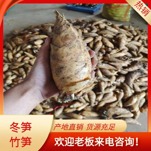 出售当天下山黄泥两头尖冬笋竹笋，产地直销量大价格优惠