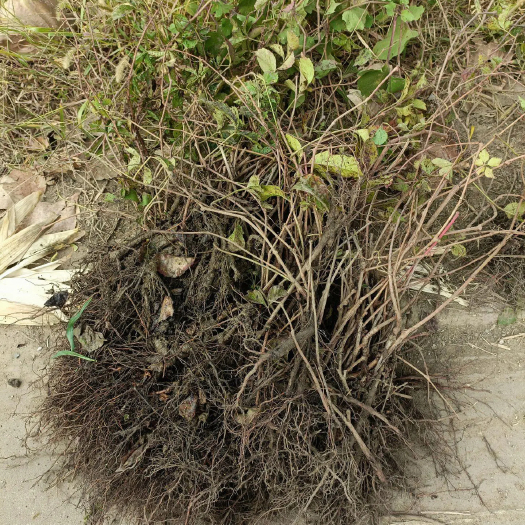 丰县爬山虎 五叶地锦 带泥浆杯苗量大30公分-50公分