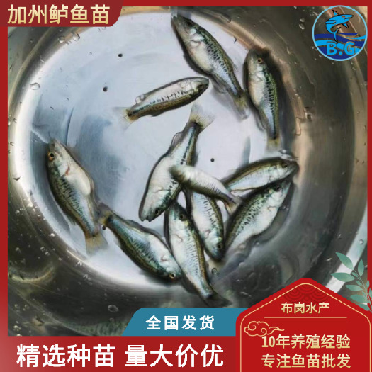广州淡水鲈鱼