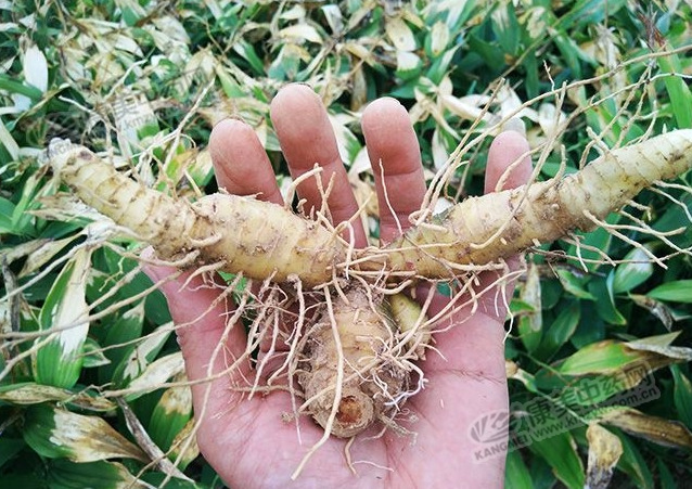 桂阳县湘玉竹