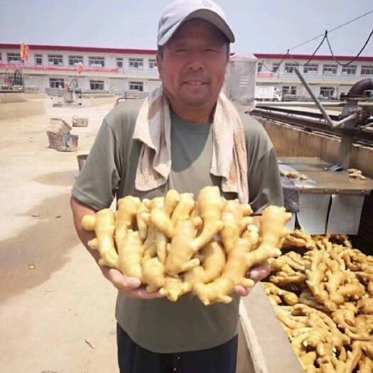 大黄姜色泽鲜黄，辣味浓厚，姜块肥大货源充足，全国发货，