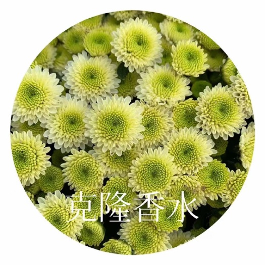 广州海南小雏菊 颜色多 质量好