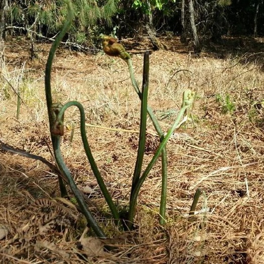 六盘水苦蕨菜