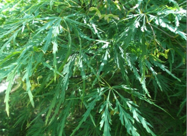 肥西县羽毛槭
