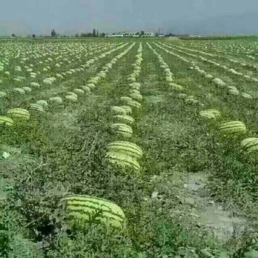 硒砂瓜