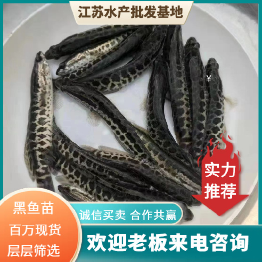 杂交黑鱼苗优质生鱼乌鱼苗淡水好养殖财鱼苗乌鳢鱼苗黑鱼鱼苗