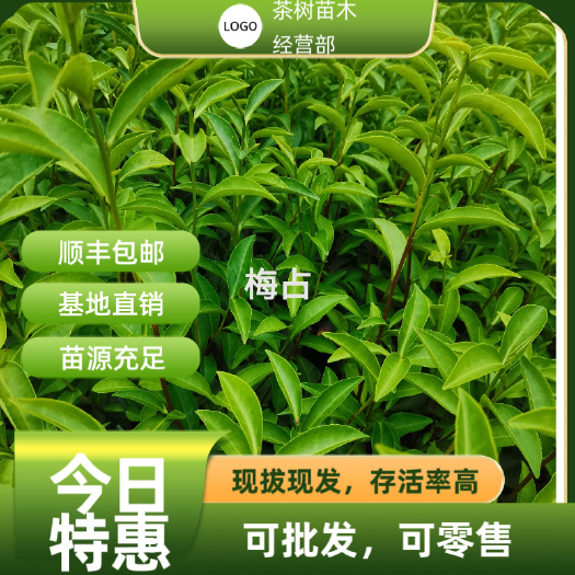福安市全国各地批发零售茶苗 梅占 乌龙茶