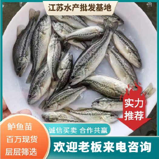 优质鲈鱼苗 加州鲈鱼大规格 路亚苗 大口黑鲈冷水 包邮