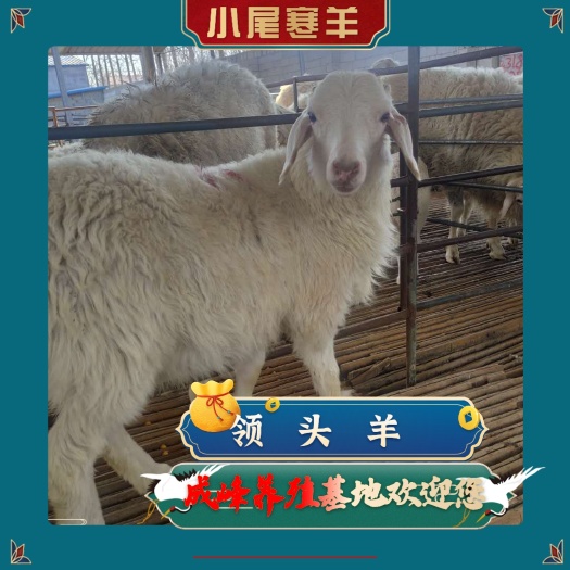 绵羊纯种小尾寒羊
