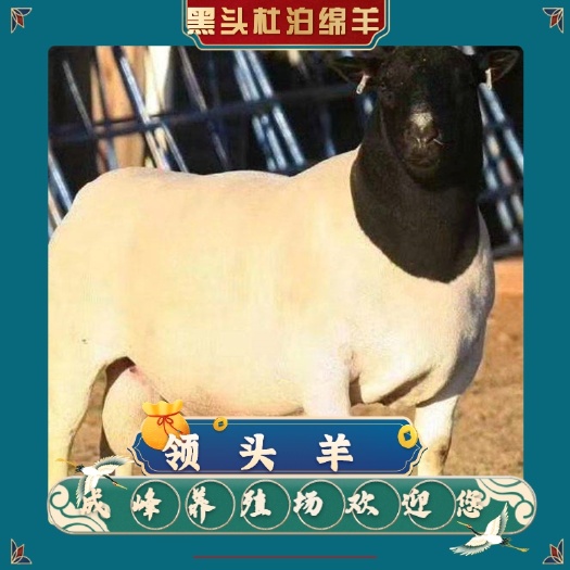梁山县绵羊杜泊绵羊羊羔子鲁西杜泊改良绵羊体型健壮好喂养抵抗力强