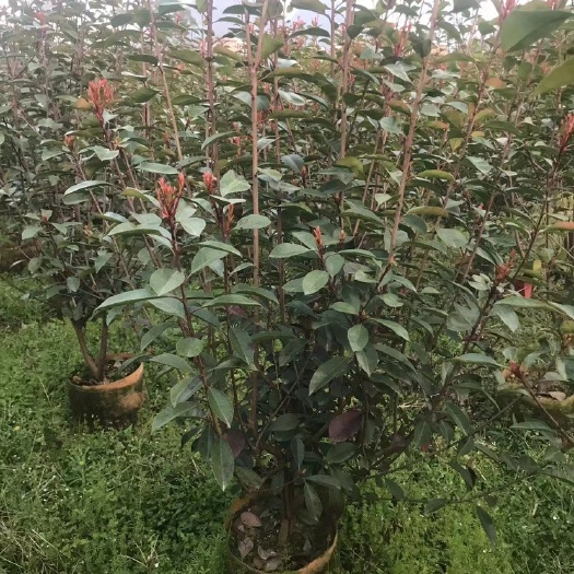 桂林红叶石楠袋苗