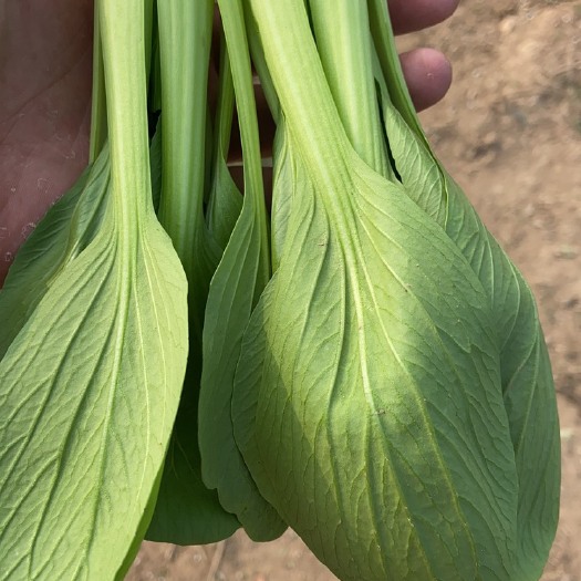 曹县上海青，小油菜，