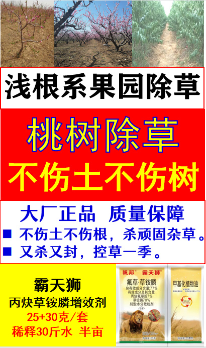 桃园除草厉害用什么药效果好黄桃水蜜桃安全不伤桃树除草剂