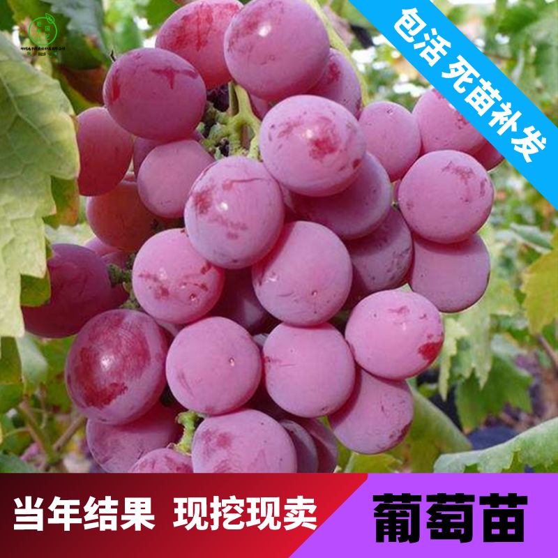 沭阳县葡萄种子苗盆栽果树种子阳台水果 结果葡萄种子 提子 花卉种子