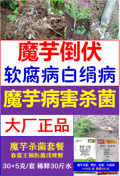 魔芋腐烂用什么药杀菌魔芋倒伏长白毛软腐病白绢病魔芋杀菌剂