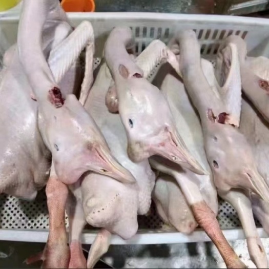 老鹅批发