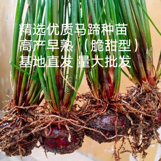 广西特产正宗荔浦马蹄新鲜马蹄荸荠中大种子可吃可种马蹄荸荠种
