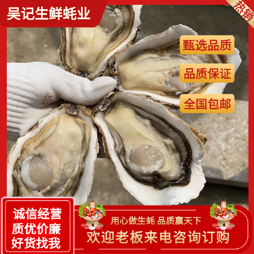 湛江《精品乳山生蚝》三倍体生蚝！《净化蚝》一件代打！产地直发！