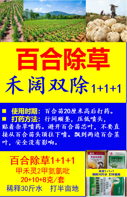 百合除草用什么除草剂不伤百合禾阔双除效果好百合怎么除草