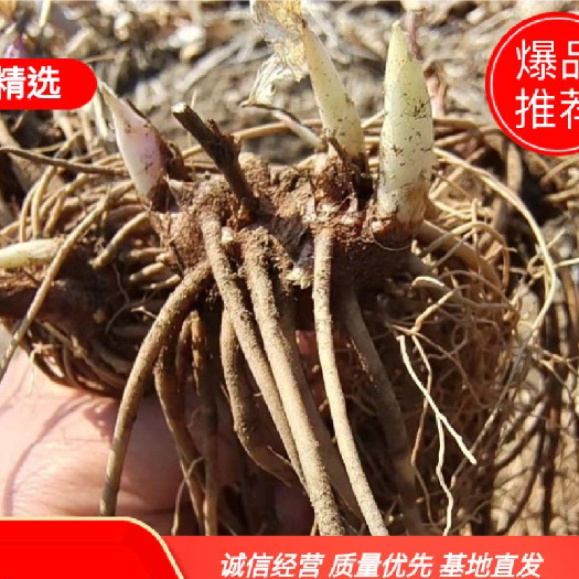 清原县关苍术白茬子种苗，成活率高，基地直发