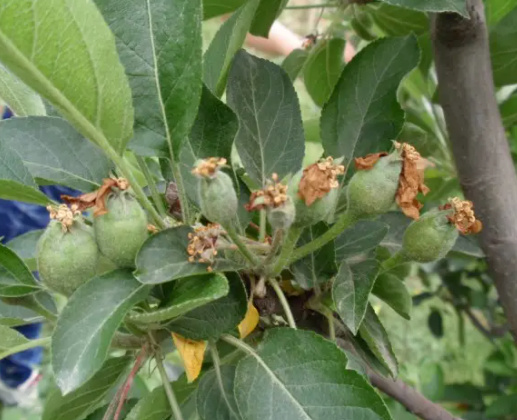 白水小青落果苹果大量上市